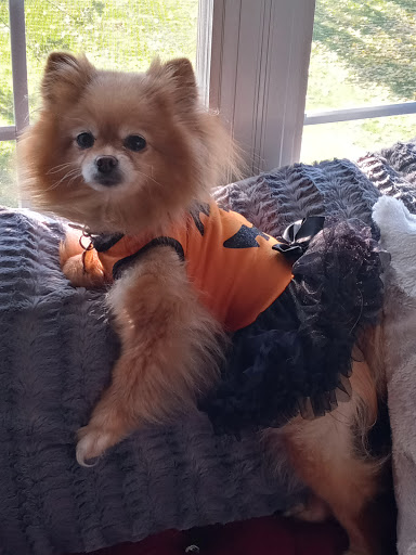 Pet Supply Store «Petco Animal Supplies», reviews and photos, 29560 W Seven Mile Rd, Livonia, MI 48152, USA