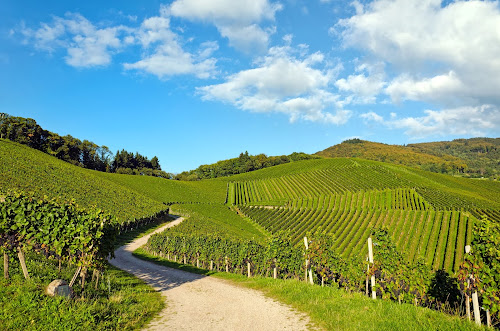 VINOTRIP à Paris