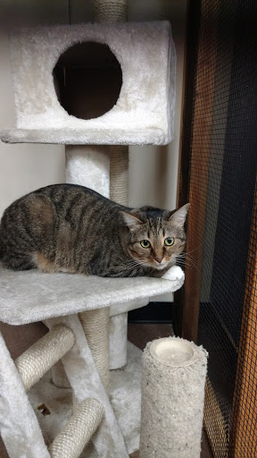 Animal Rescue Service «Pet Country», reviews and photos, 22485 El Toro Rd # A, Lake Forest, CA 92630, USA