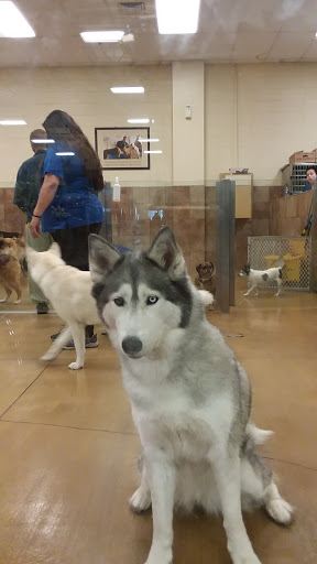 Pet Supply Store «PetSmart», reviews and photos, 3347 E Foothill Blvd, Pasadena, CA 91107, USA