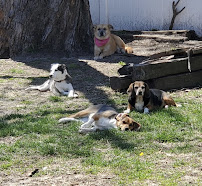 Wag-a-lotz - Photo 1 - Car repair in , Kansas City