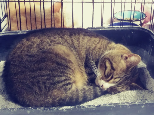 Pet Groomer «We Lov Pets», reviews and photos, 3853 Northpointe Dr, Zanesville, OH 43701, USA