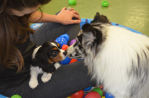 Wags & Wiggles image