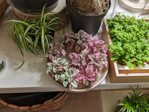 Paraso Plant Studio image
