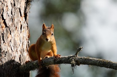 S Osen Sjøenden Finnskogleden