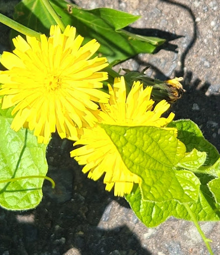 Park «Fort Dent Park», reviews and photos, 6800 Fort Dent Way, Tukwila, WA 98188, USA