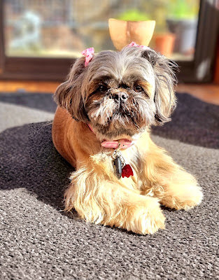 Au Bonheur du Chien Chez Laëtitia Falck à Falck