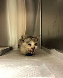 HAPPY WITH ペットシッター - Photo 7 - Car repair in Nagoya, Aichi, Japan, Kingsport