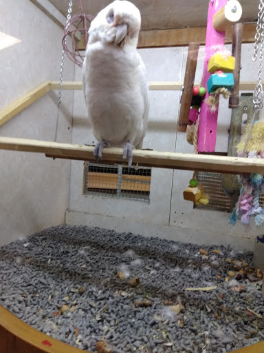 Pet Store «Forever Pets Inc», reviews and photos, 1030 Basse Rd, San Antonio, TX 78212, USA