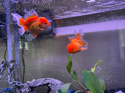 Tropical Fish Store «Golden Fish Aquariums», reviews and photos, 7145 W Colfax Ave, Lakewood, CO 80214, USA