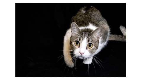 Pet Supply Store «Pet Supplies Plus», reviews and photos, 7041 Barker Cypress Rd, Cypress, TX 77433, USA