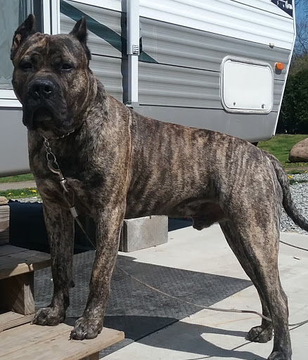 Home Improvement Store «Tractor Supply Co.», reviews and photos, 240 Cross Roads Plz, Mt Pleasant, PA 15666, USA