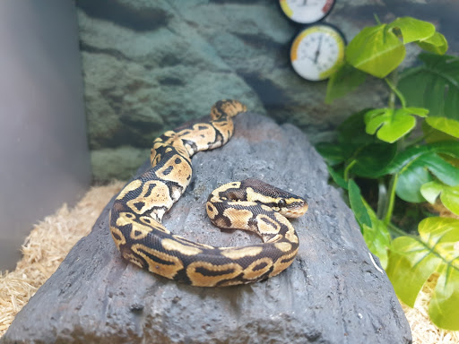 Pet Supply Store «Petco Animal Supplies», reviews and photos, 4663 Firestone Blvd, South Gate, CA 90280, USA