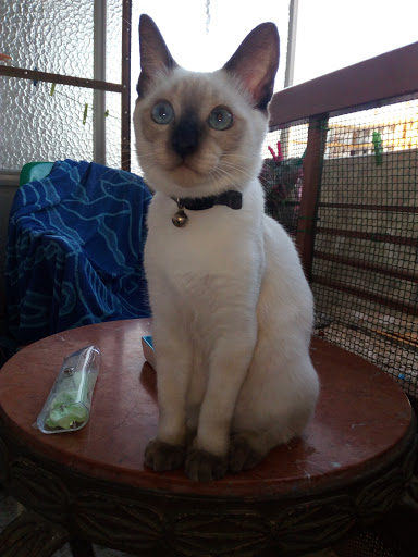 Clínica Veterinaria Desintor en Lucena