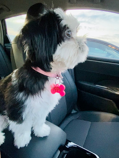 Pet Store «PetSmart», reviews and photos, 6545 North Grand Parkway West Suite 104, Spring, TX 77389, USA