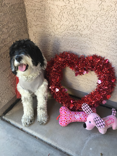 Pet Supply Store «PetSmart», reviews and photos, 1561 N Dysart Rd, Avondale, AZ 85323, USA