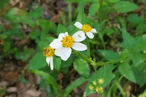 Nature Preserve «Rye Preserve», reviews and photos, 905 Rye Wilderness Trail, Parrish, FL 34219, USA