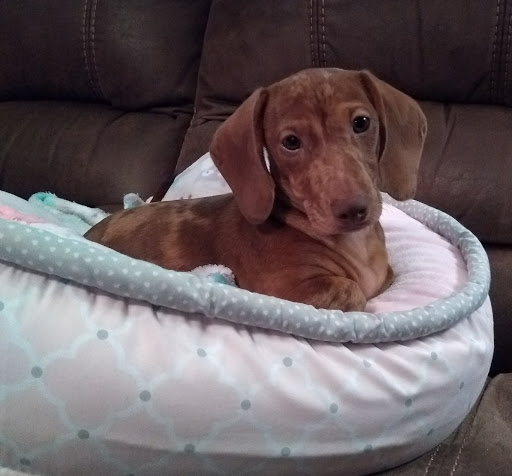 Animal Clinic Of Union