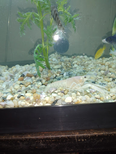 Pet Store «Pet City», reviews and photos, 108 E Burnside Ave, Bronx, NY 10453, USA