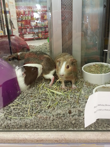 Pet Supply Store «Petco Animal Supplies», reviews and photos, 1624 Governors Square Blvd, Tallahassee, FL 32301, USA