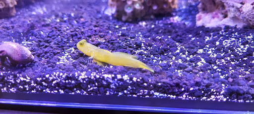 Pet Store «Colchester pet Shop LLC», reviews and photos, 111 Loomis Rd #2a, Colchester, CT 06415, USA