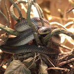 Photo n° 17 de l'avis de Nicolas.a fait le 06/08/2019 à 13:20 pour Zoodyssée à Villiers-en-Bois