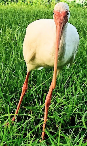 Discount Store «Walmart», reviews and photos, 3451 Tamiami Trail E, Naples, FL 34112, USA