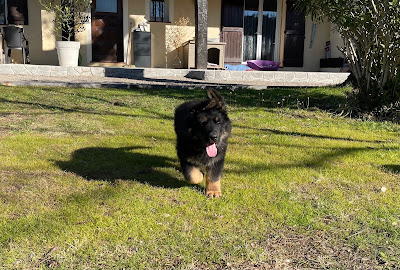 Master School - Educateur et comportementaliste canin dans le Var et les Alpes-Maritimes à Callian