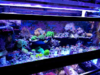 Pet Connection - Photo 4 - Car repair in Livonia, MI, Detroit