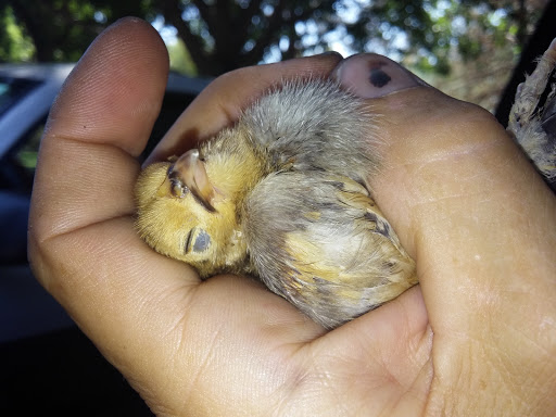 Pet Supply Store «College Greens Pet Center», reviews and photos, 3311 Julliard Dr # A, Sacramento, CA 95826, USA