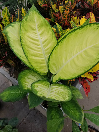 Home Improvement Store «The Home Depot», reviews and photos, 3500 W MacArthur Blvd, Santa Ana, CA 92704, USA