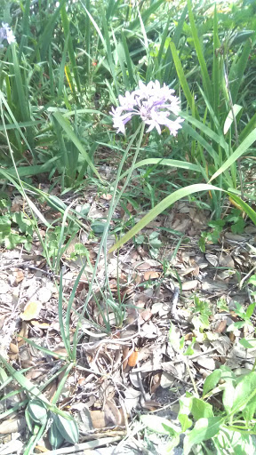 History Museum «Fulton Mansion State Historic Site», reviews and photos, 317 Fulton Beach Rd, Rockport, TX 78382, USA