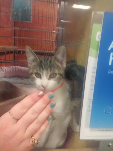 Pet Supply Store «PetSmart», reviews and photos, 3260 Stockton Hill Rd, Kingman, AZ 86409, USA