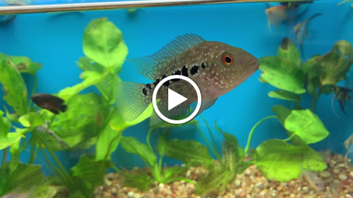 Pet Supply Store «Pet Supermarket», reviews and photos, 2696 N University Dr, Sunrise, FL 33322, USA