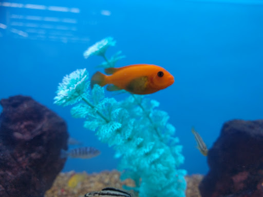 Pet Supply Store «Petco Animal Supplies», reviews and photos, 3000 Gateway St #220, Springfield, OR 97477, USA