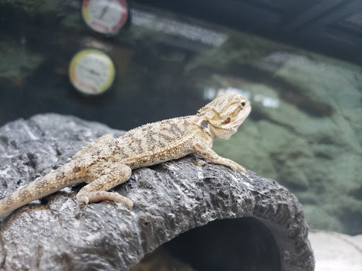 Pet Supply Store «Petco Animal Supplies», reviews and photos, 4840 N Pulaski Rd #100, Chicago, IL 60630, USA