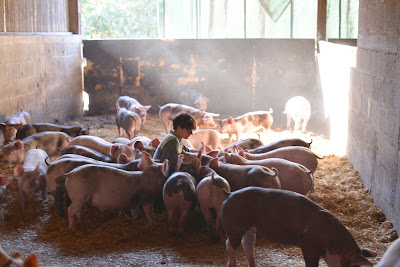 Vallégrain abattoir à Chérancé