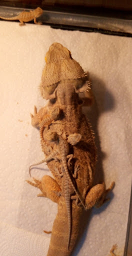 Pet Supply Store «Pet Depot», reviews and photos, 14236 US-431, Guntersville, AL 35976, USA