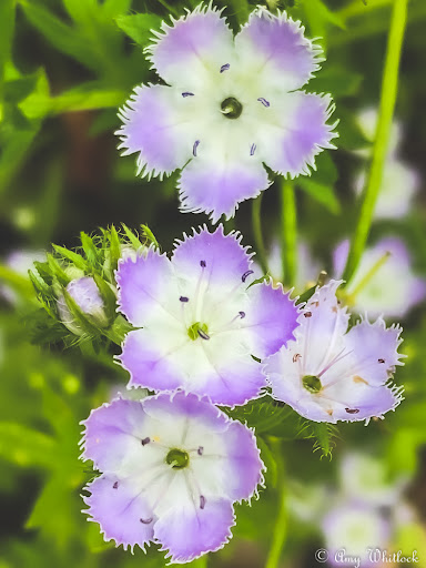 Park «DePauw Nature Park», reviews and photos, 1400 West County Road 125 South, Greencastle, IN 46135, USA