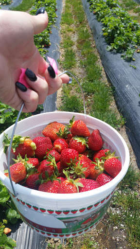 Lilley Farms Strawberries