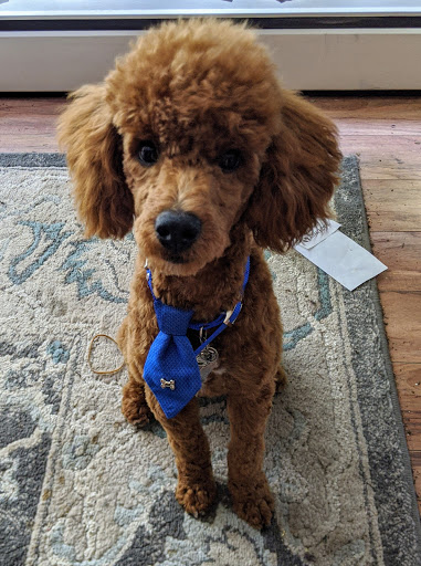 Pet Supply Store «Unleashed by Petco», reviews and photos, 20649 SW Roy Rogers Rd #301, Sherwood, OR 97140, USA