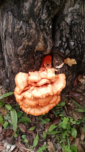 Nature Preserve «Lothlorien Nature Sanctuary», reviews and photos, 559 McFadden Ridge Rd, Bedford, IN 47421, USA