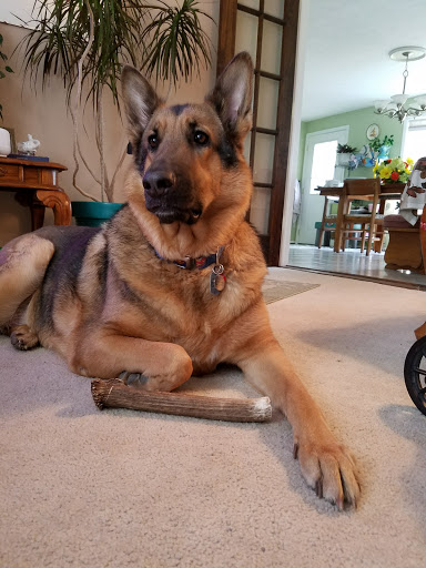 Pet Supply Store «Petco Animal Supplies», reviews and photos, 2255 East Ridge Road, Irondequoit, NY 14622, USA