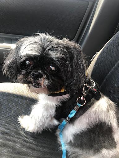 Pet Supply Store «PetSmart», reviews and photos, 2201 Gallatin Pike N, Madison, TN 37115, USA