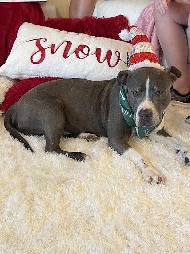 Mark A Williams image