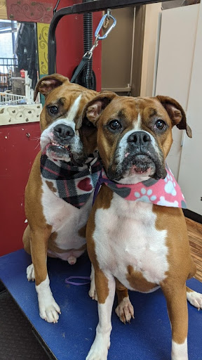 Pet Groomer «A Klassy Lassie, LLC», reviews and photos, 30 Old Jackson Rd, McDonough, GA 30252, USA