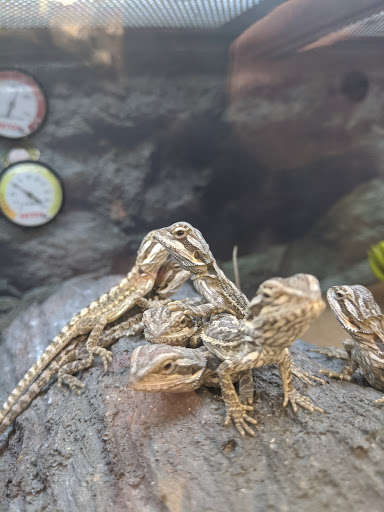 Pet Supply Store «Petco Animal Supplies», reviews and photos, 1207 S Caraway Rd, Jonesboro, AR 72401, USA