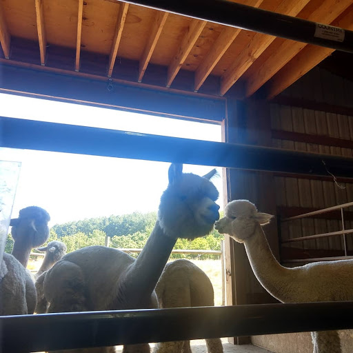 Livestock Breeder «Alpacas at Marquam Hill Ranch», reviews and photos, 35835 OR-213, Molalla, OR 97038, USA