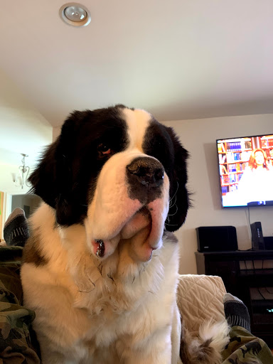 Dog Trainer «K9 Penn Dog Training Services», reviews and photos, 475 Sandy Ln, Surfside Beach, SC 29575, USA