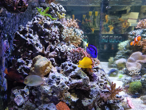 Aquarium Shop «Sea Creature Aquarium», reviews and photos, 1455 Mineral Spring Ave, North Providence, RI 02904, USA